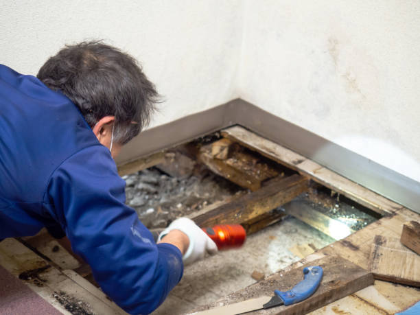 Best Best Mold Removal Companies  in Mledgevle, IL