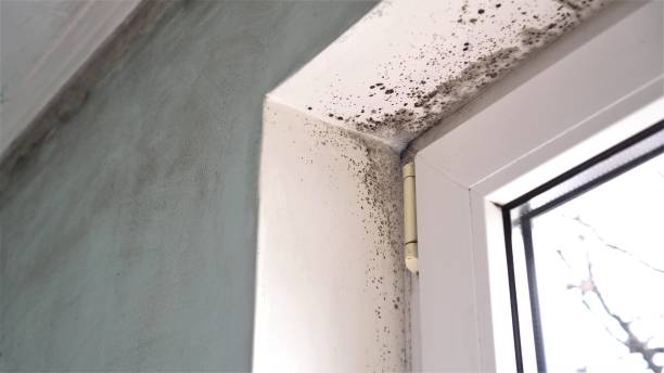 Best Mold Damage Repair  in Mledgevle, IL