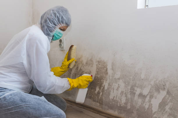 Best Certified Mold Removal  in Mledgevle, IL