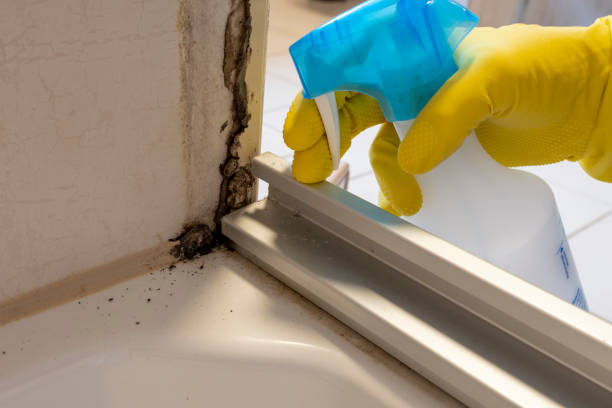 Trusted Milledgeville, IL Mold Removal Experts