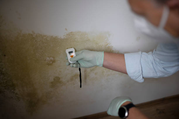 Best Same-Day Mold Removal  in Mledgevle, IL