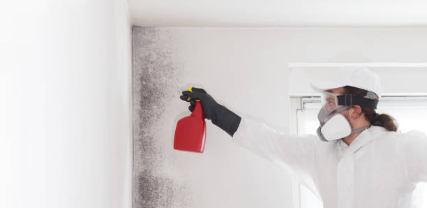 Best Certified Mold Removal  in Mledgevle, IL