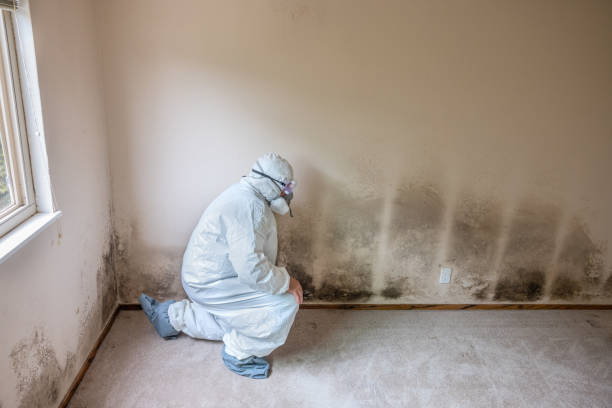 Best Toxic Mold Removal  in Mledgevle, IL
