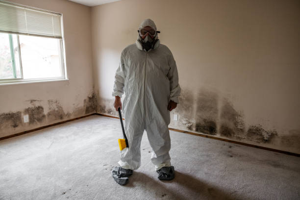 Best Affordable Mold Removal  in Mledgevle, IL