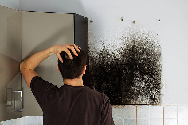 Best Home Mold Removal  in Mledgevle, IL