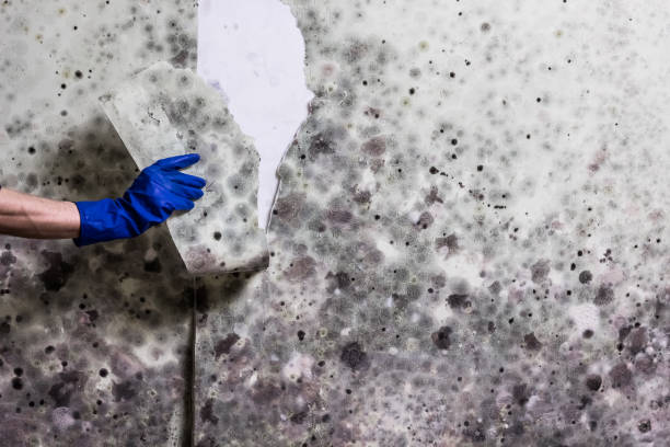 Best Same-Day Mold Removal  in Mledgevle, IL
