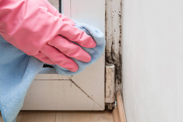 Best Local Mold Removal Service  in Mledgevle, IL